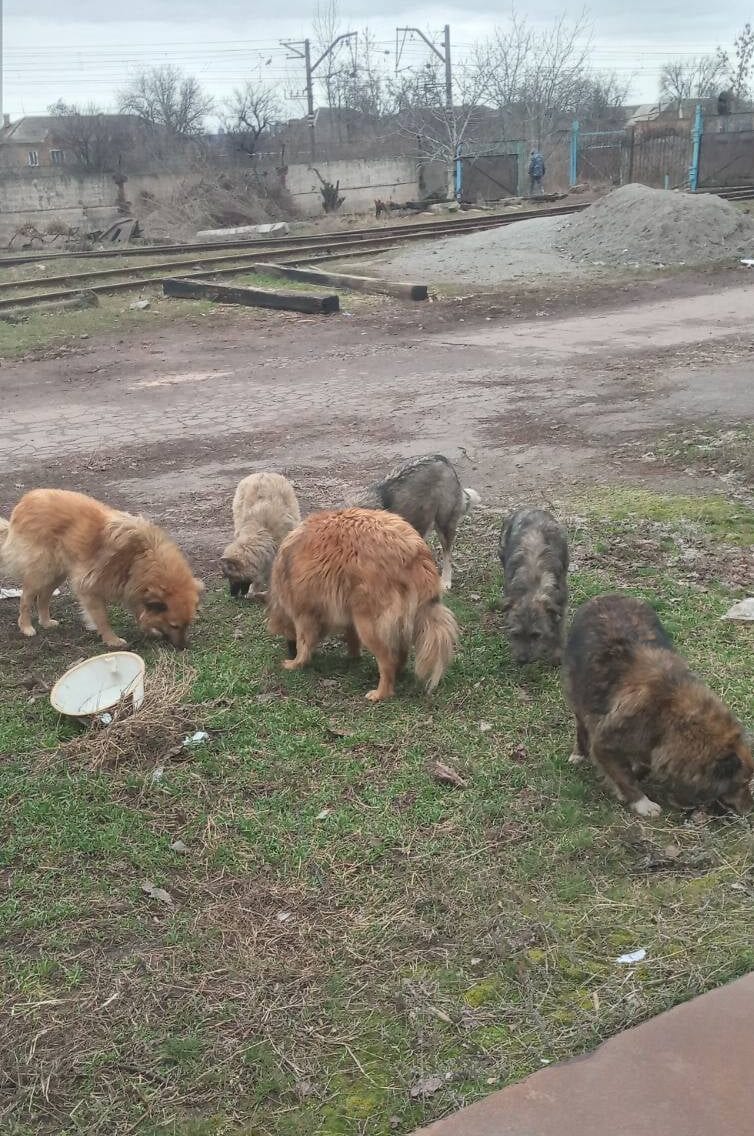 Фото із закупівлі та передачі корму