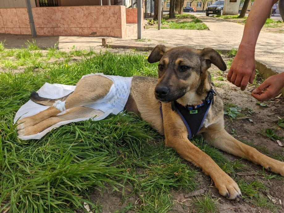 Фото з програми стерилізації тварин
