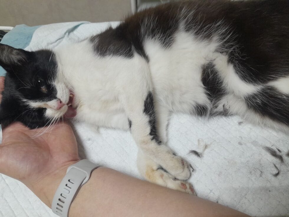 Фото з програми стерилізації тварин