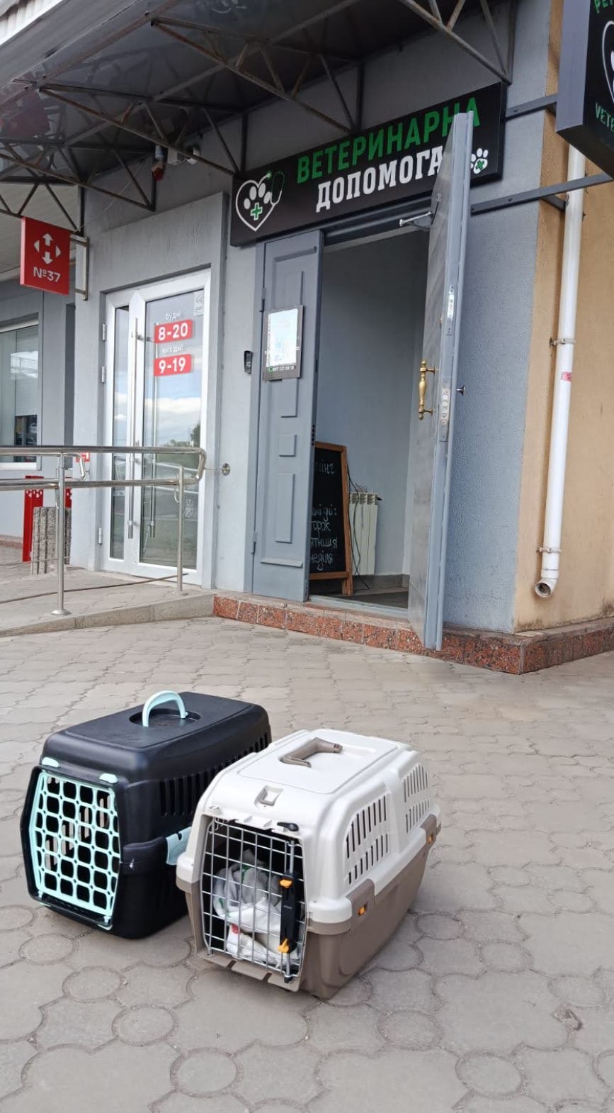 Фото з програми стерилізації тварин
