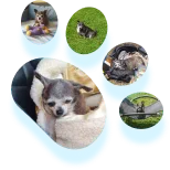 paw